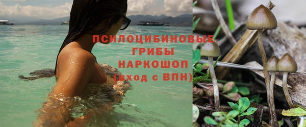 прущие грибы Алексеевка